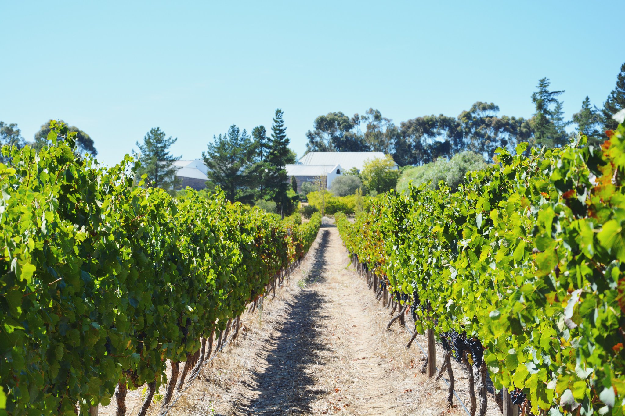 Fun Run at Marianne Wine Estate